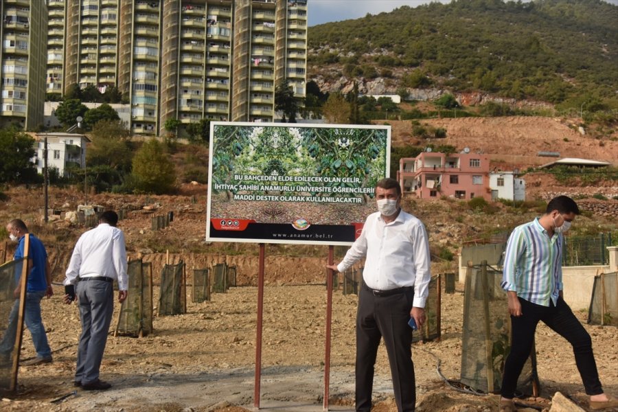 Anamur Belediyesi İlçede Tropikal Meyve Üretimini Arttırmayı Hedefliyor