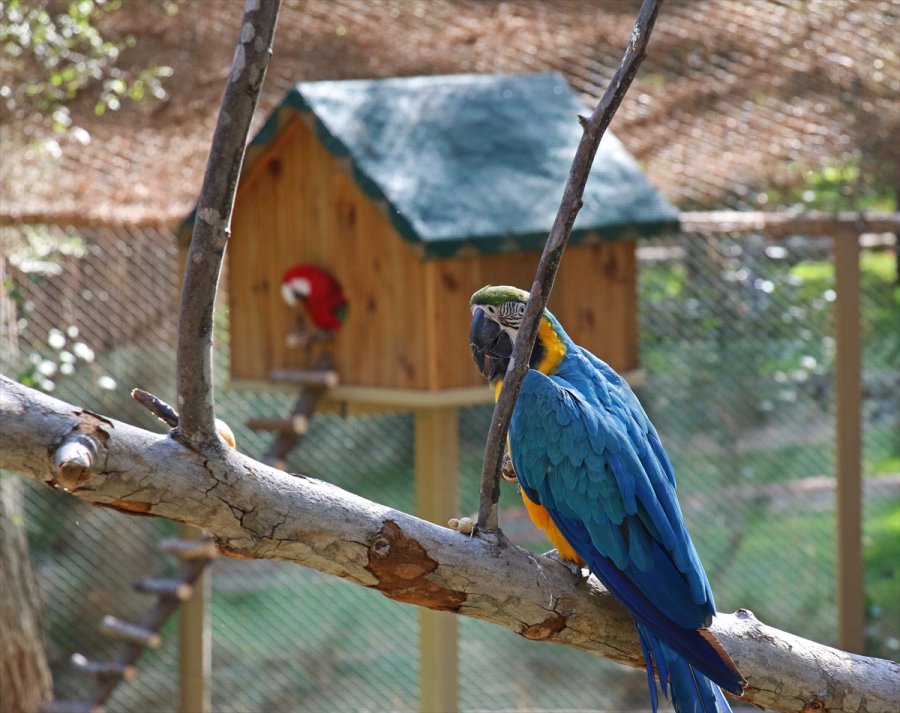 Antalya Hayvanat Bahçesi Ziyaretçilerini Ağırlamaya Hazırlanıyor