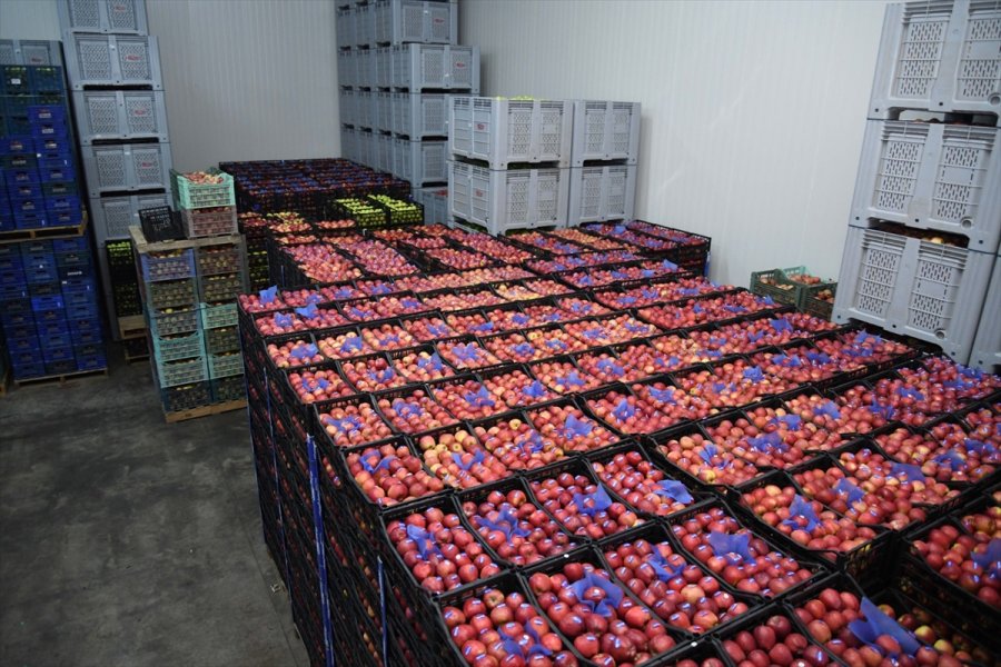 Elma Üretiminin Yüzde 6,7'si Kayseri'den Karşılanıyor