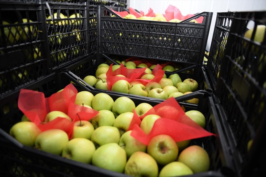 Elma Üretiminin Yüzde 6,7'si Kayseri'den Karşılanıyor