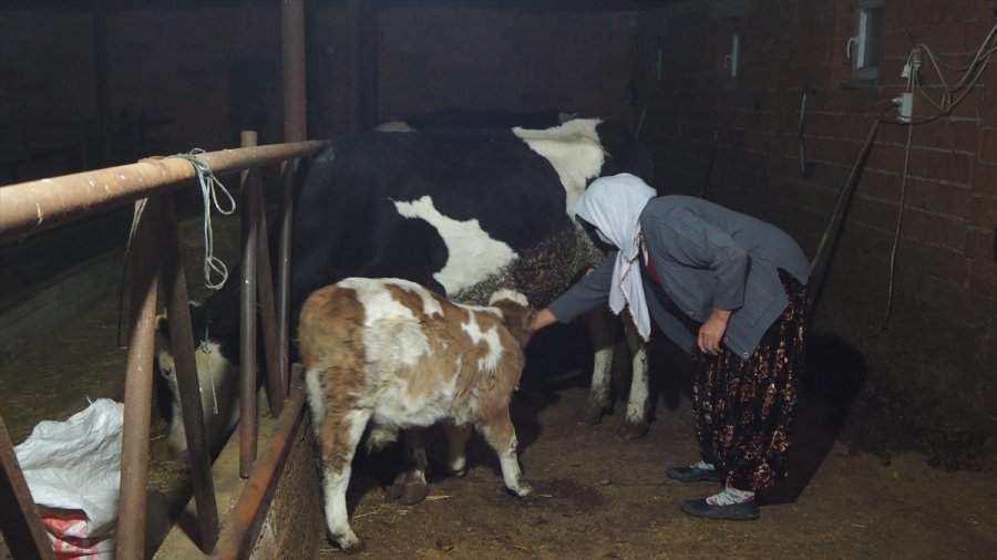 Konya'da 6 Büyükbaş Hayvanı Çaldığı İleri Sürülen 4 Şüpheli Yakalandı