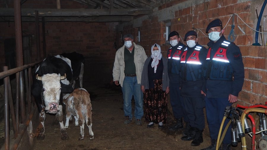Konya'da 6 Büyükbaş Hayvanı Çaldığı İleri Sürülen 4 Şüpheli Yakalandı