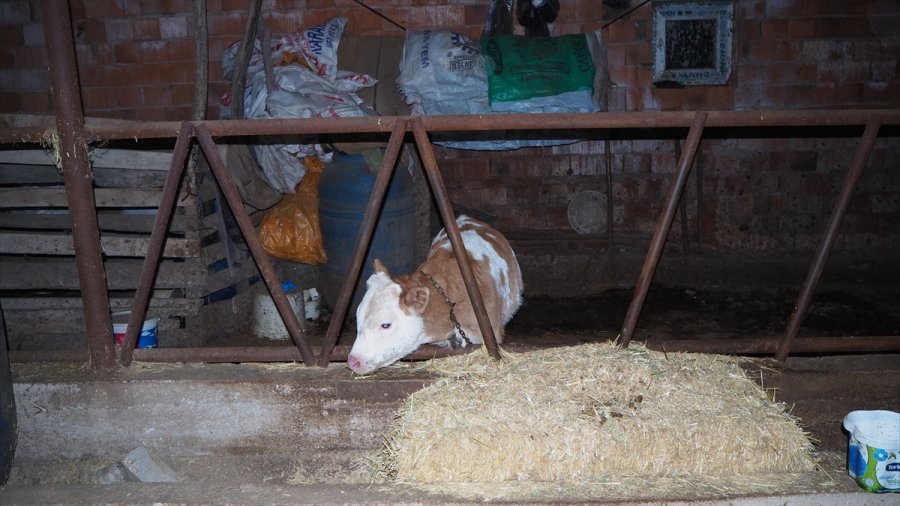 Konya'da 6 Büyükbaş Hayvanı Çaldığı İleri Sürülen 4 Şüpheli Yakalandı