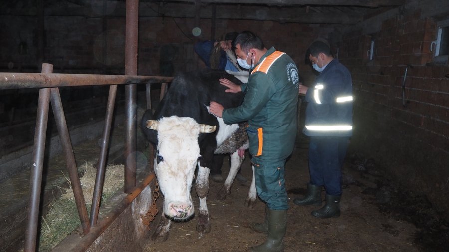 Konya'da 6 Büyükbaş Hayvanı Çaldığı İleri Sürülen 4 Şüpheli Yakalandı