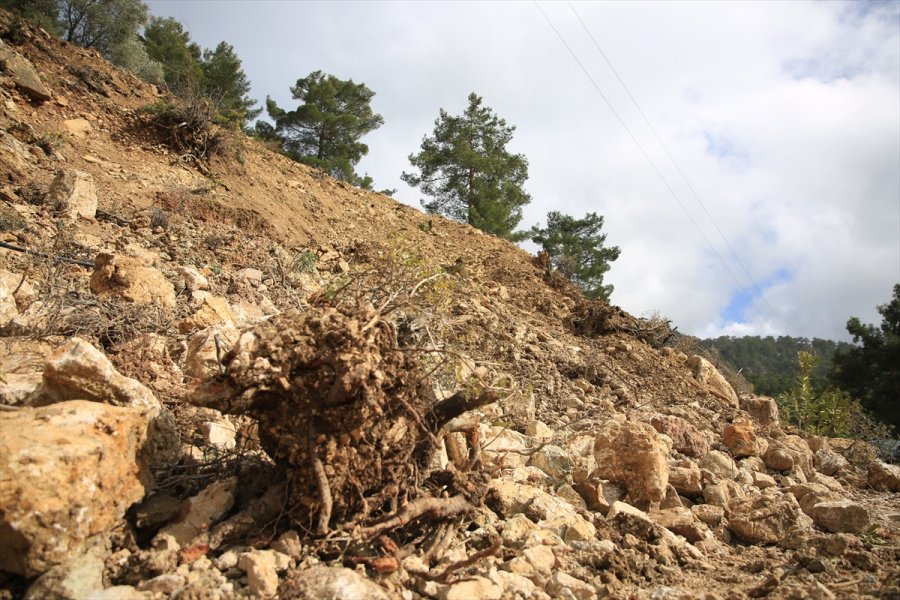 Antalya'da Hazine Arazilerindeki Ağaçların Kesildiğini İddia Eden Mahalleli Bölgede Nöbet Tutuyor