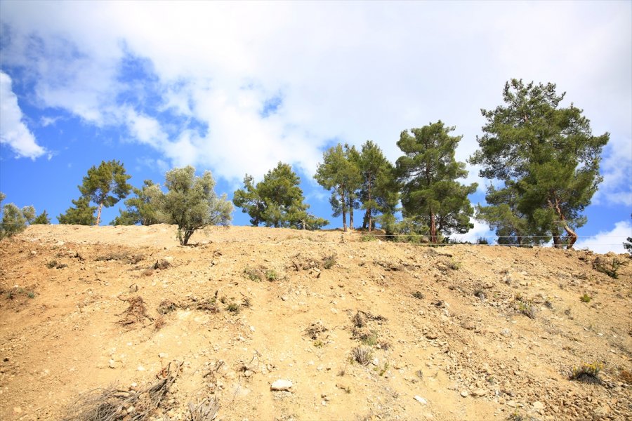 Antalya'da Hazine Arazilerindeki Ağaçların Kesildiğini İddia Eden Mahalleli Bölgede Nöbet Tutuyor