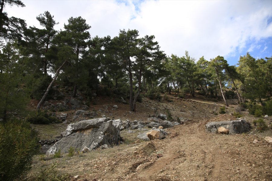 Antalya'da Hazine Arazilerindeki Ağaçların Kesildiğini İddia Eden Mahalleli Bölgede Nöbet Tutuyor
