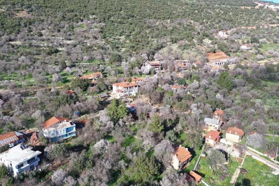Antalya'da Badem Ağaçları Çiçek Açtı