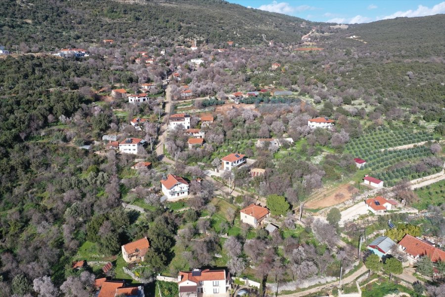 Antalya'da Badem Ağaçları Çiçek Açtı