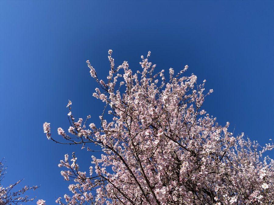 Antalya'da Badem Ağaçları Çiçek Açtı