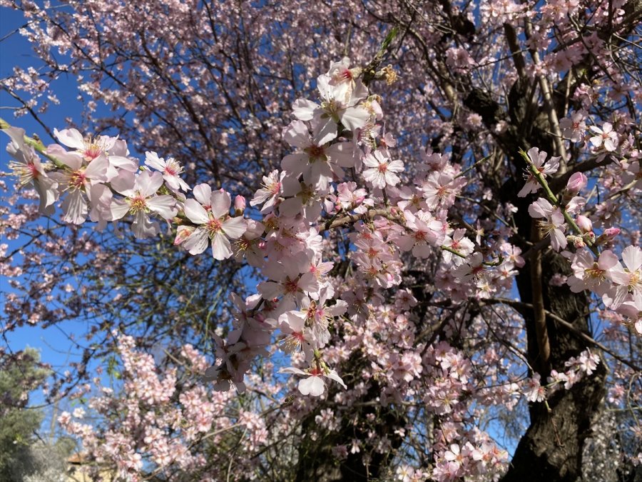 Antalya'da Badem Ağaçları Çiçek Açtı