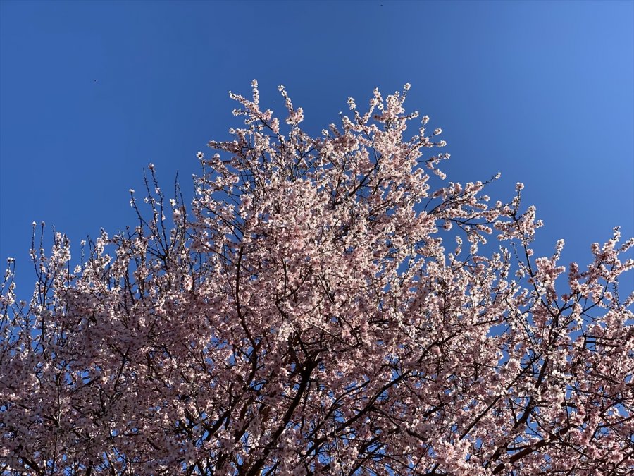 Antalya'da Badem Ağaçları Çiçek Açtı