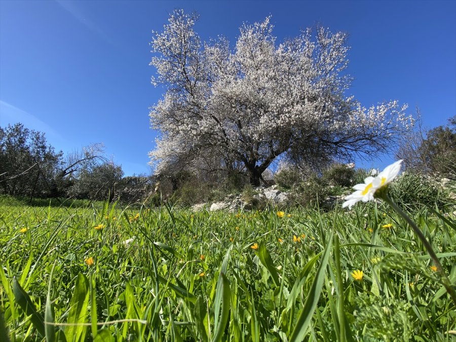 Antalya'da Badem Ağaçları Çiçek Açtı