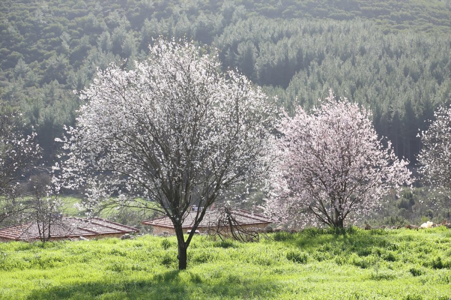 Antalya'da Badem Ağaçları Çiçek Açtı
