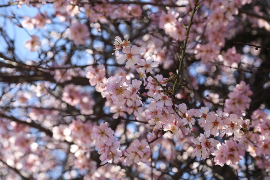 Antalya'da Badem Ağaçları Çiçek Açtı