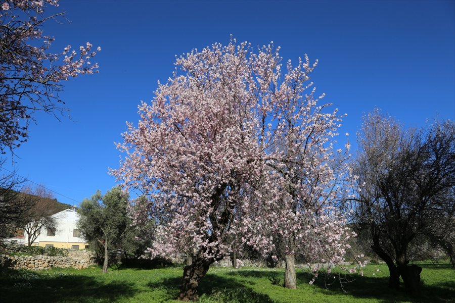 Antalya'da Badem Ağaçları Çiçek Açtı