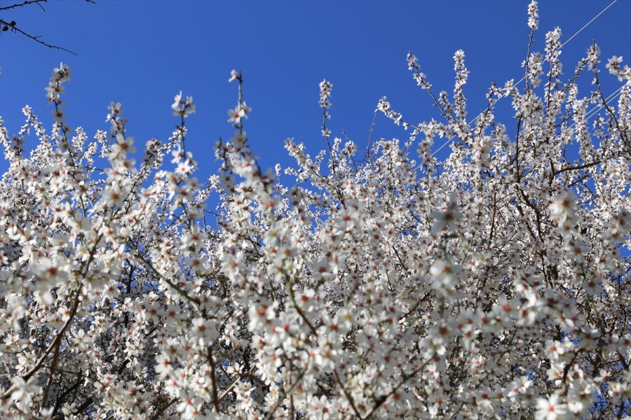 Antalya'da Badem Ağaçları Çiçek Açtı