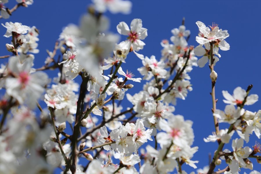 Antalya'da Badem Ağaçları Çiçek Açtı