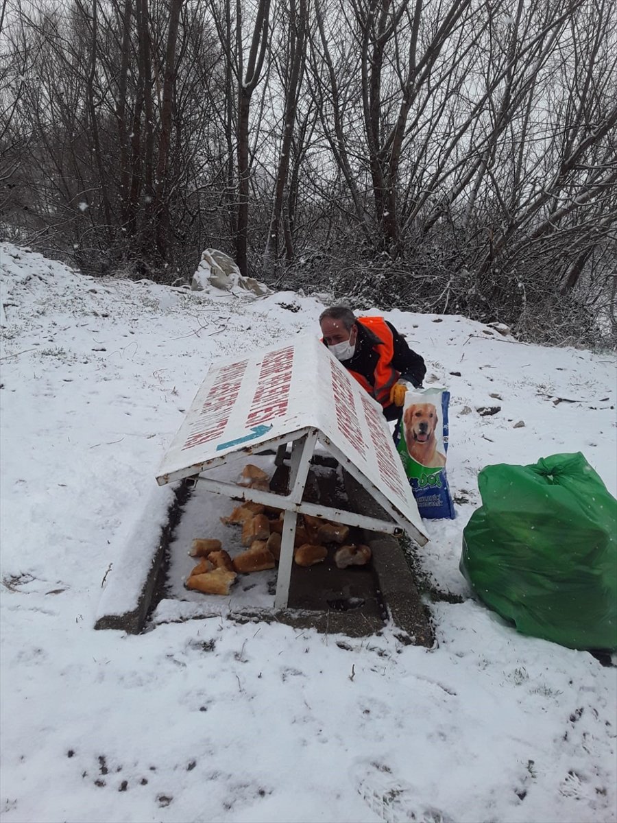 Akşehir Belediyesi Sokak Hayvanlarını Beslemeyi Sürdürüyor