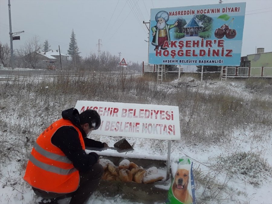 Akşehir Belediyesi Sokak Hayvanlarını Beslemeyi Sürdürüyor