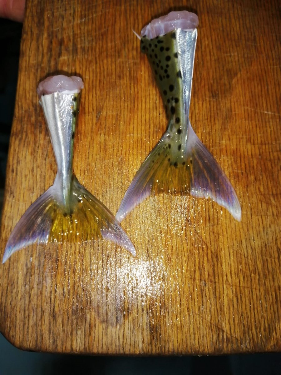 Mersin'de 15 Balıkçı 4 Bin 66 Balon Balığı Avladı