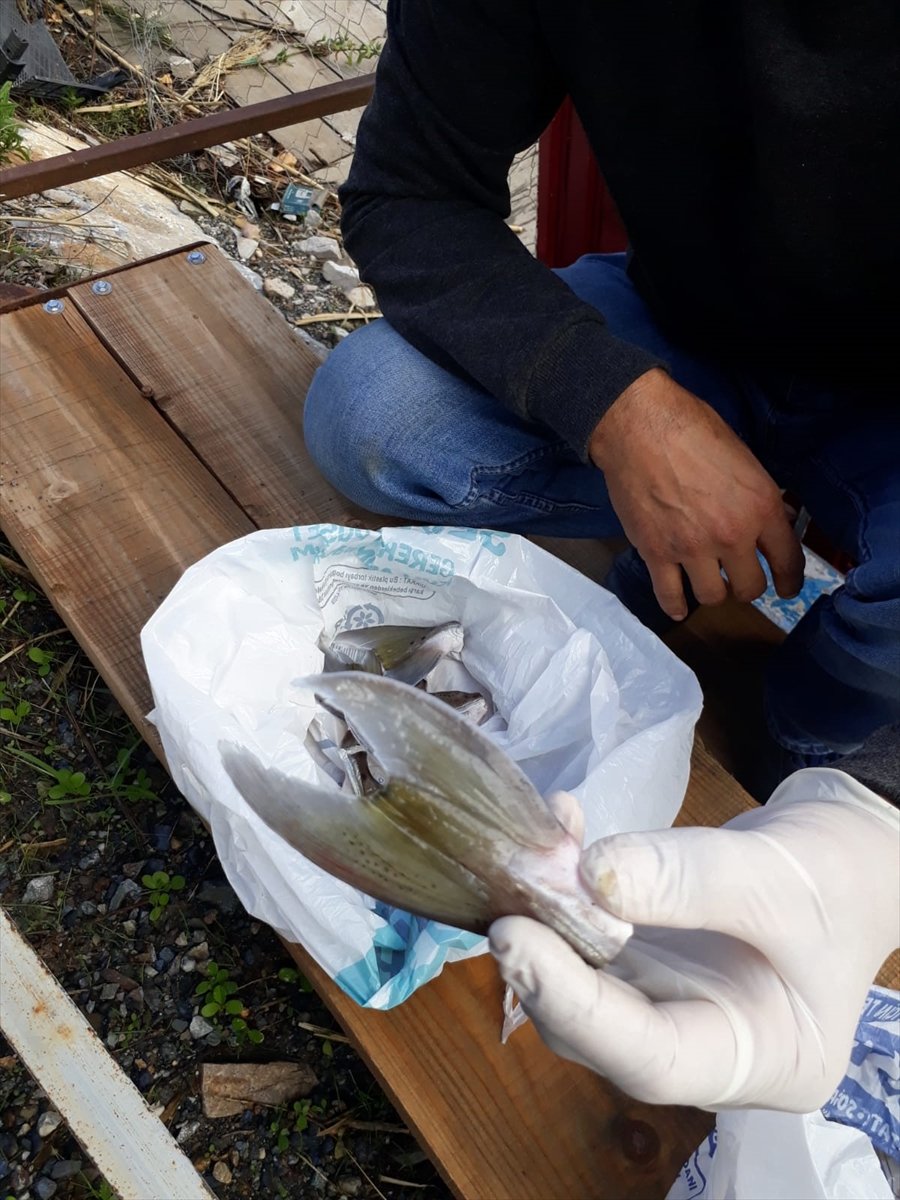 Mersin'de 15 Balıkçı 4 Bin 66 Balon Balığı Avladı