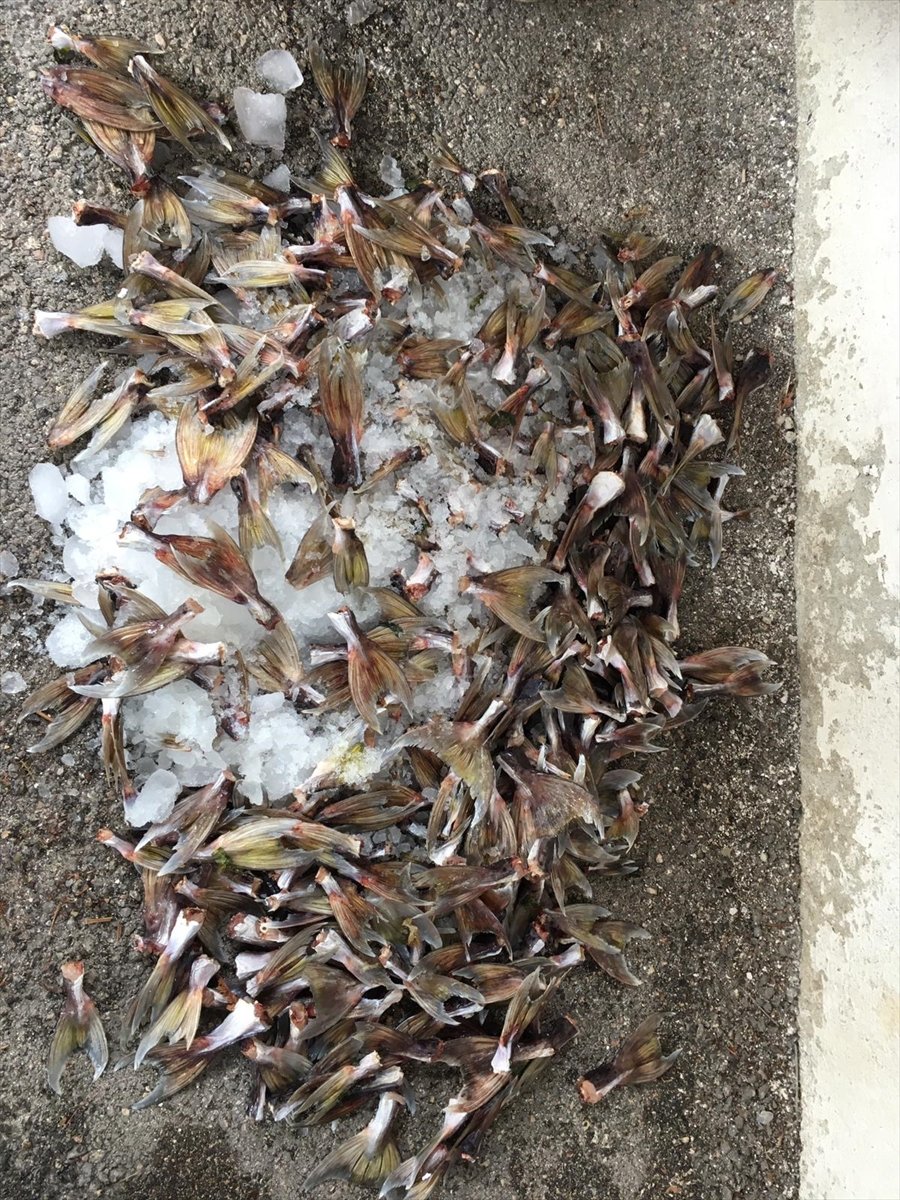 Mersin'de 15 Balıkçı 4 Bin 66 Balon Balığı Avladı