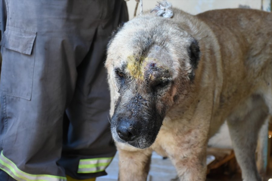 Mersin'de Başına Tabancayla Ateş Edilmiş Halde Bulunan Köpek Tedaviye Alındı