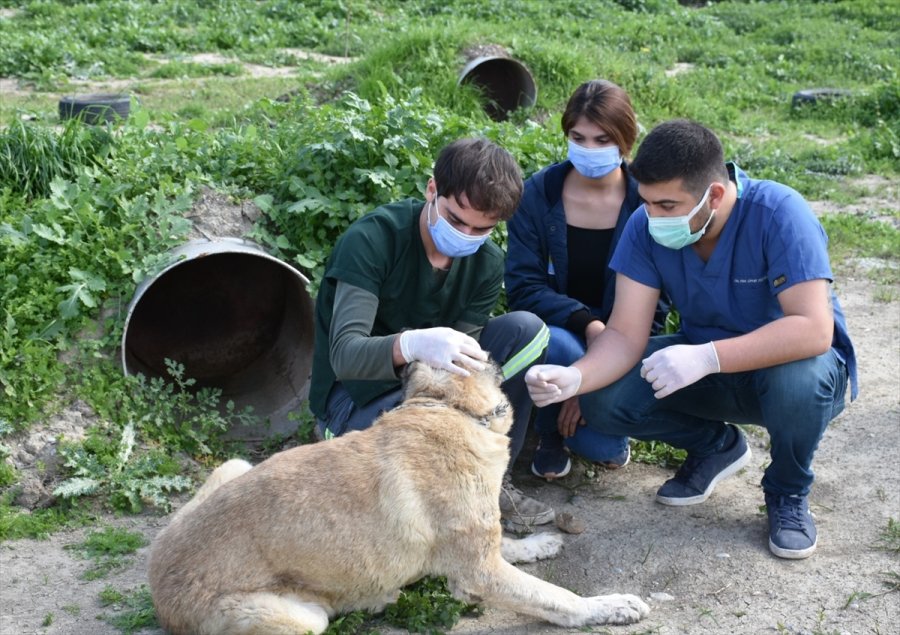 Mersin'de Başına Tabancayla Ateş Edilmiş Halde Bulunan Köpek Tedaviye Alındı