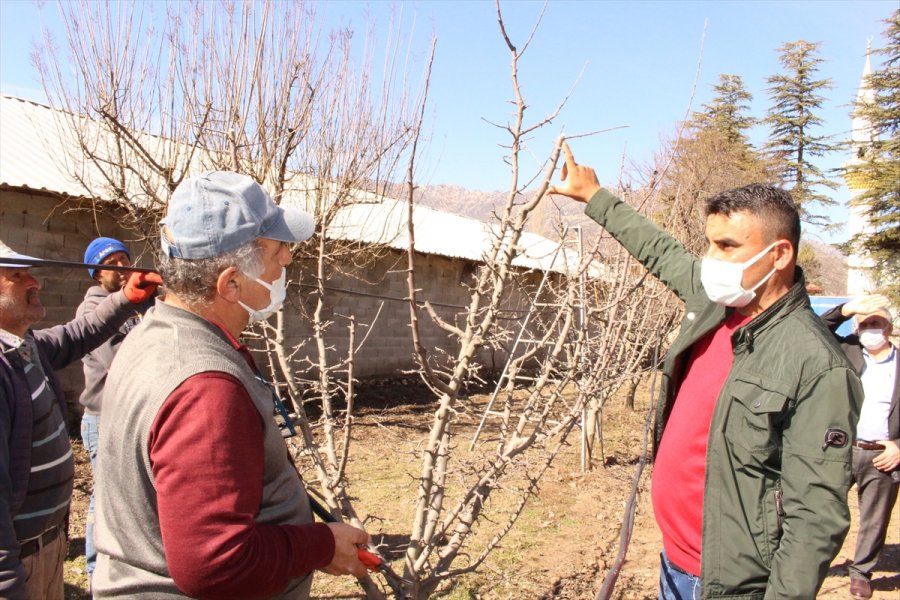 Elmalı'da Çiftçilere Budama Eğitimi Verildi