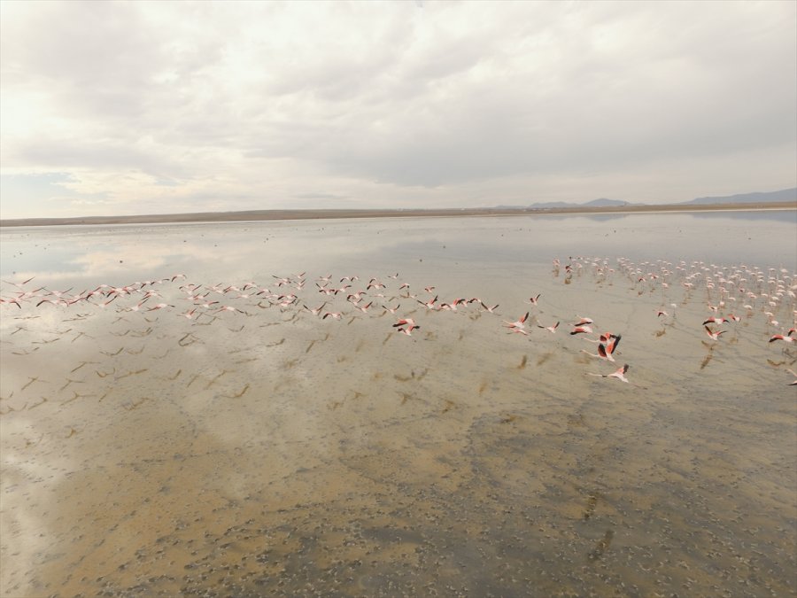 Flamingoların Düden Gölü'ne Erken Gelmesi Doğaseverleri Endişelendirdi