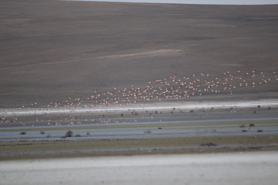 Flamingoların Düden Gölü'ne Erken Gelmesi Doğaseverleri Endişelendirdi