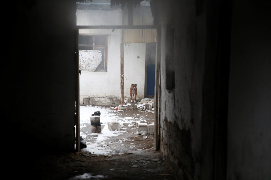 Kayseri'de Yangın Çıkan Metruk Evdeki 2 Köpek Kurtarıldı