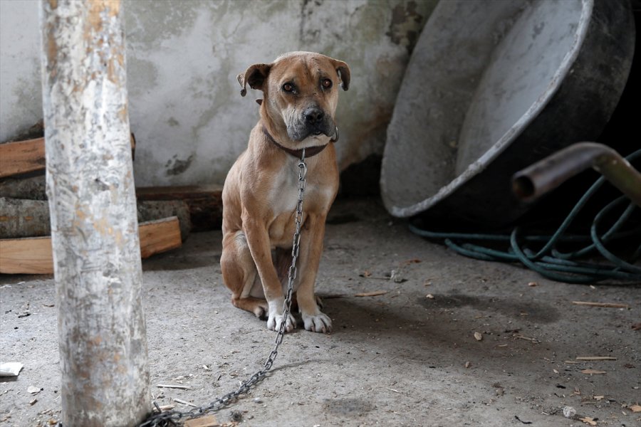 Kayseri'de Yangın Çıkan Metruk Evdeki 2 Köpek Kurtarıldı