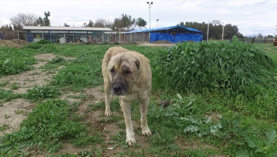 Mersin'de Başına Tabancayla Ateş Edilen Köpeğin Tedavisi Sürüyor