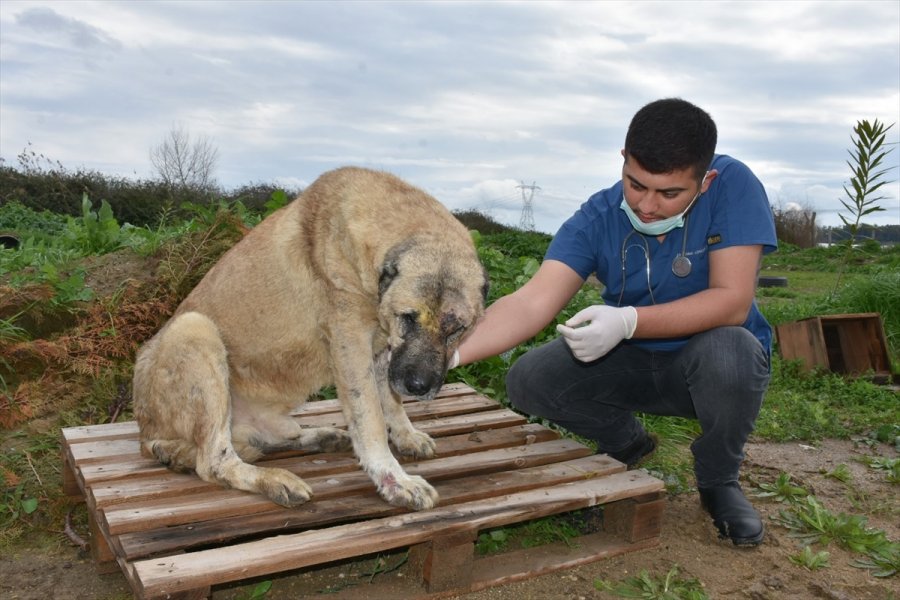 Mersin'de Başına Tabancayla Ateş Edilen Köpeğin Tedavisi Sürüyor