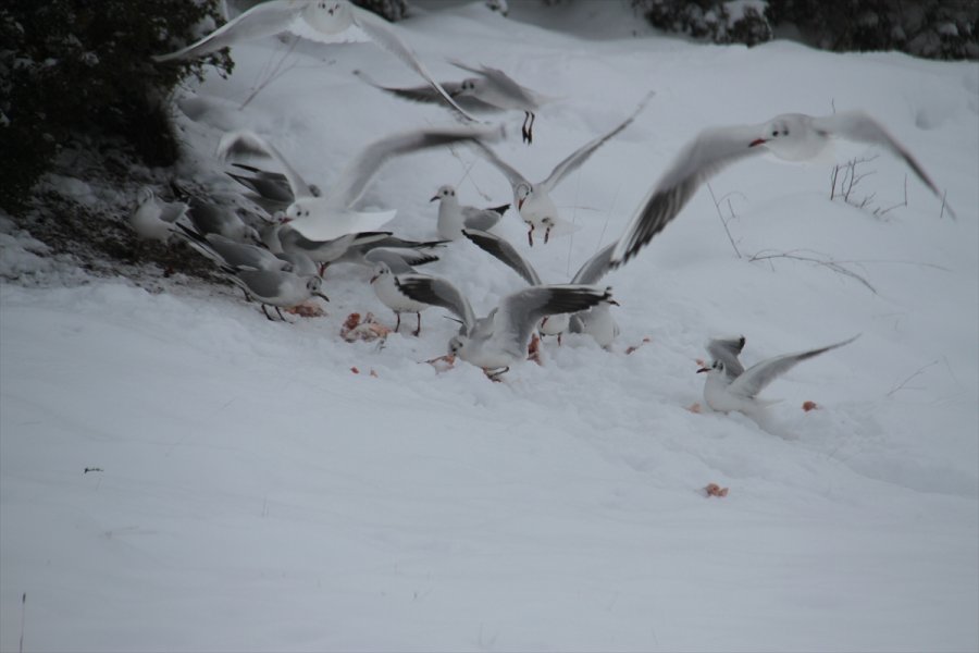 Aç Kalan Martı Sürüleri Yolları Mesken Tuttu