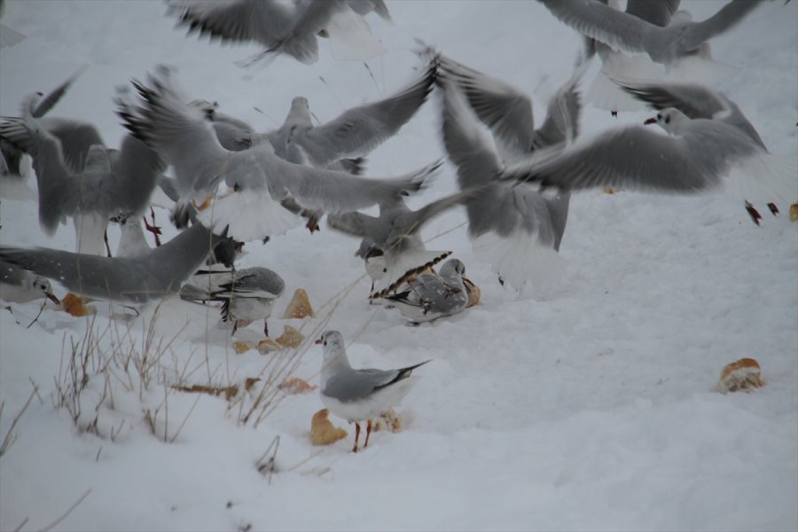 Aç Kalan Martı Sürüleri Yolları Mesken Tuttu
