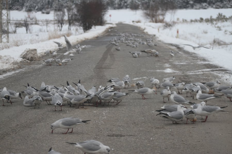Aç Kalan Martı Sürüleri Yolları Mesken Tuttu