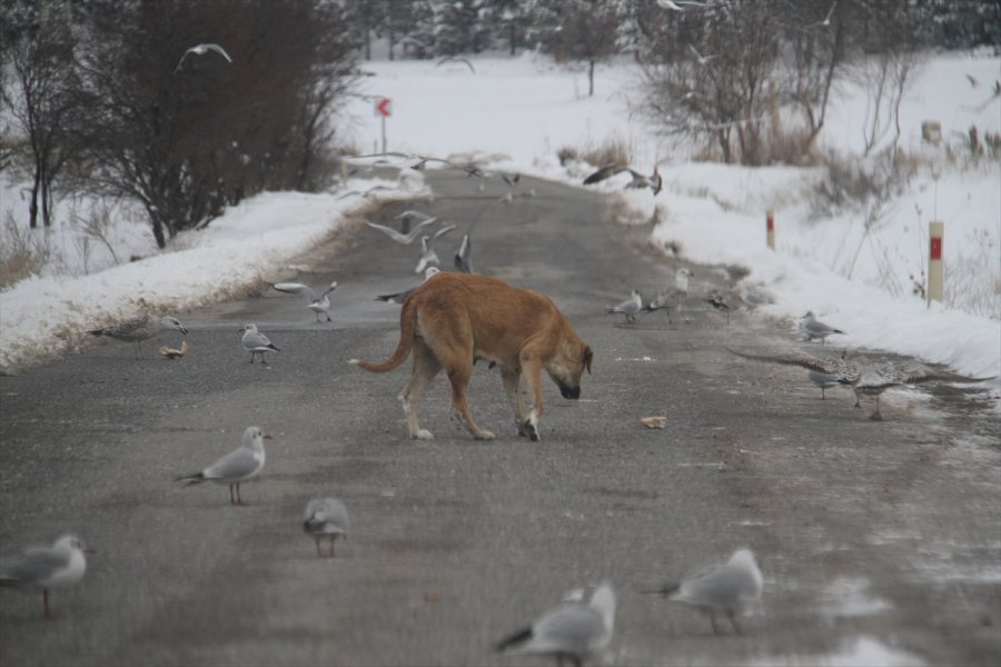Aç Kalan Martı Sürüleri Yolları Mesken Tuttu