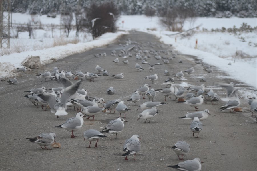 Aç Kalan Martı Sürüleri Yolları Mesken Tuttu
