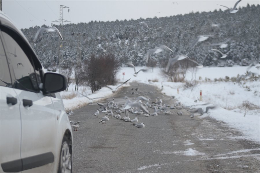 Aç Kalan Martı Sürüleri Yolları Mesken Tuttu