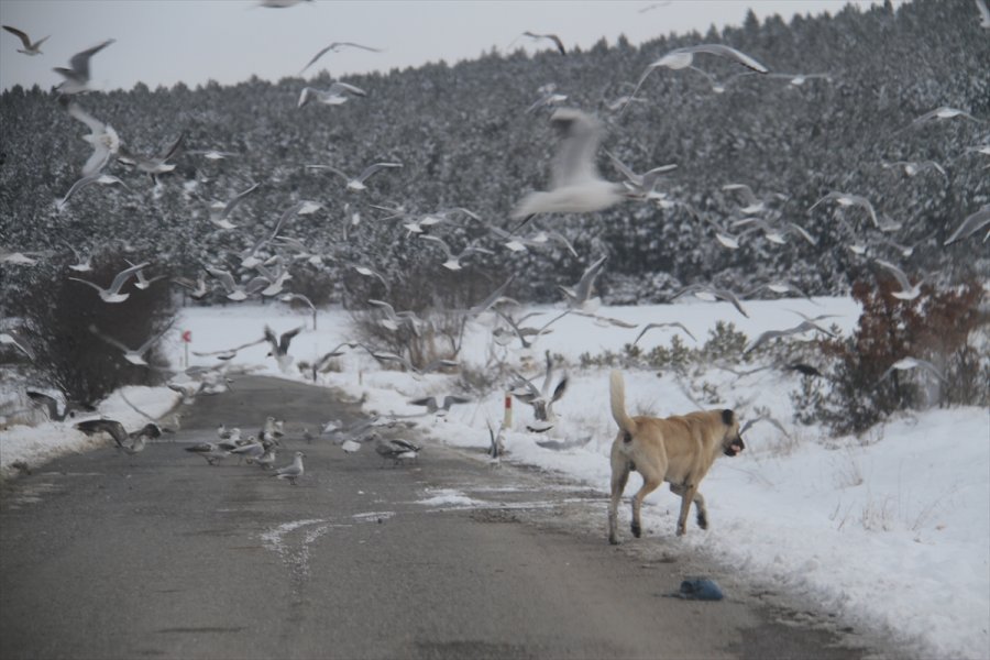 Aç Kalan Martı Sürüleri Yolları Mesken Tuttu