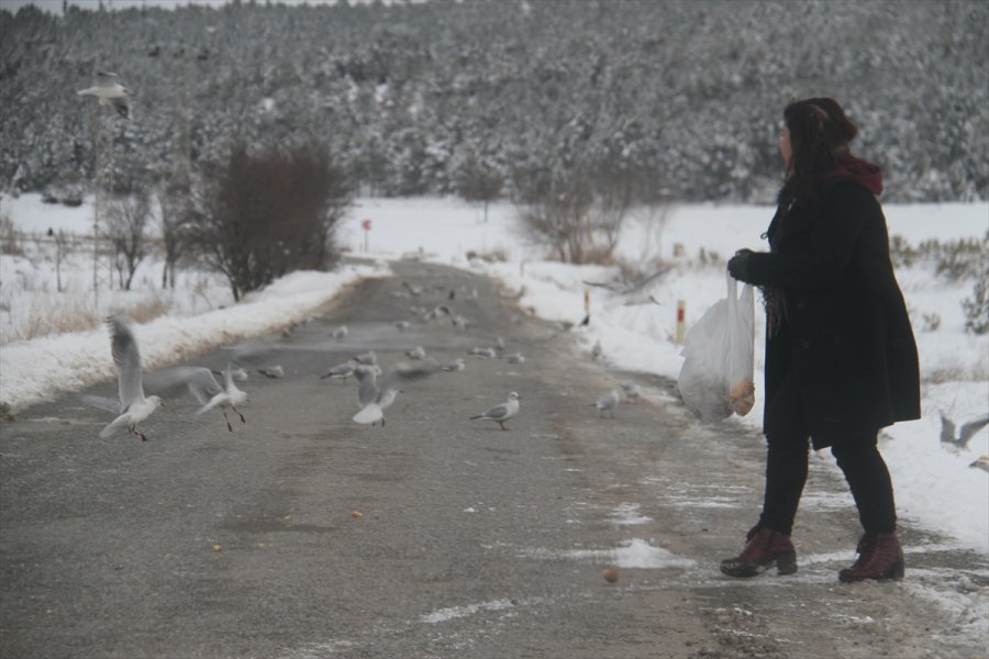 Aç Kalan Martı Sürüleri Yolları Mesken Tuttu