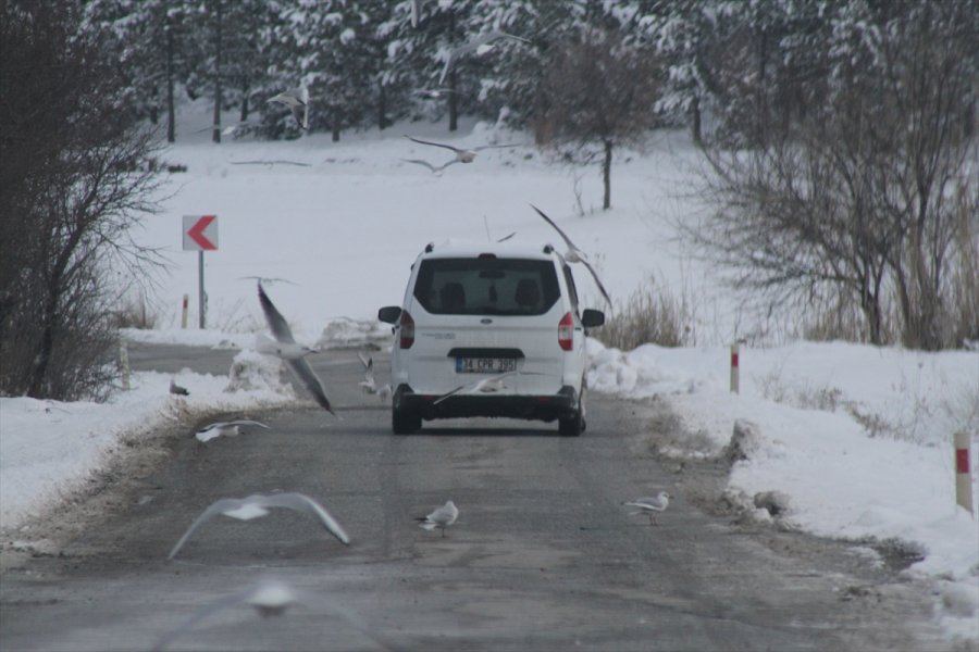 Aç Kalan Martı Sürüleri Yolları Mesken Tuttu