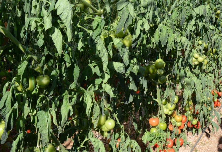 Antalya'da Kuvvetli Rüzgar Seralara Zarar Verdi