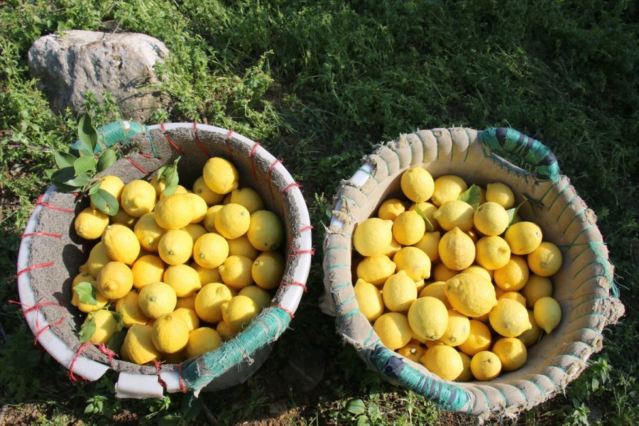 Mersin'de Limon Hasadı Sona Erdi