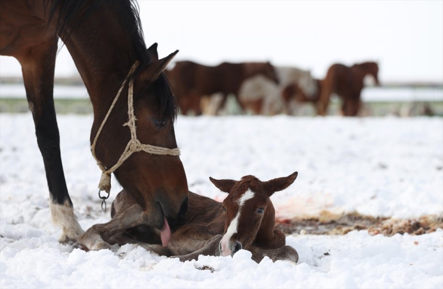 Şampiyon Atların Yetiştirildiği Eskişehir'deki Tarım İşletmesinde 2021'in 60. Tayı Kar Üstünde Doğdu