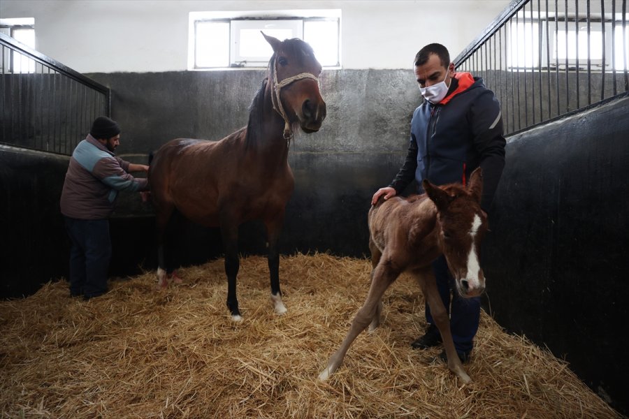Şampiyon Atların Yetiştirildiği Eskişehir'deki Tarım İşletmesinde 2021'in 60. Tayı Kar Üstünde Doğdu