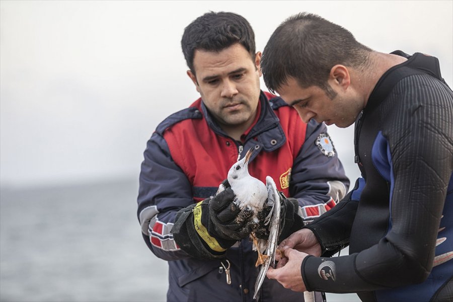 Mersin'de Denizde Ayağına Misina Takılan Martı İle Kuşa Yardıma Giden Teknedeki 2 Kişi Kurtarıldı